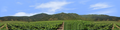 Vineyards Southern California left continuous