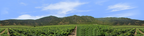 Vineyards Southern California left continuous