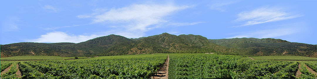 Vineyards Southern California left continuous