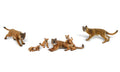 Cougars & Cubs 6/