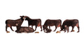 Black Angus Cows 5/