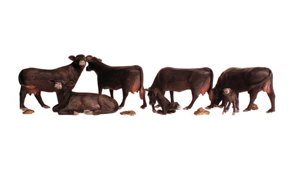 Black Angus Cows 5/