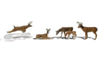 Deer White-Tail 6/