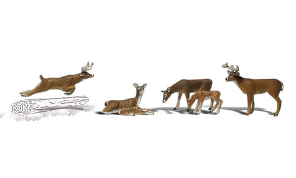Deer White-Tail 6/