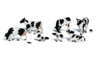 Holstein Cows 11/