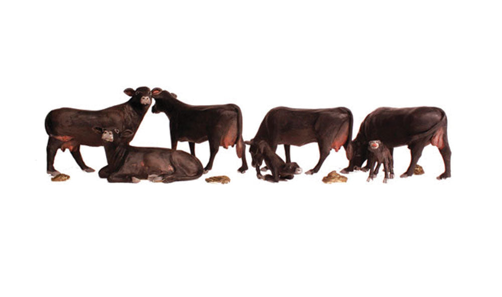 Black Angus Cows 7/