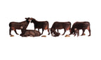 Black Angus Cows 7/