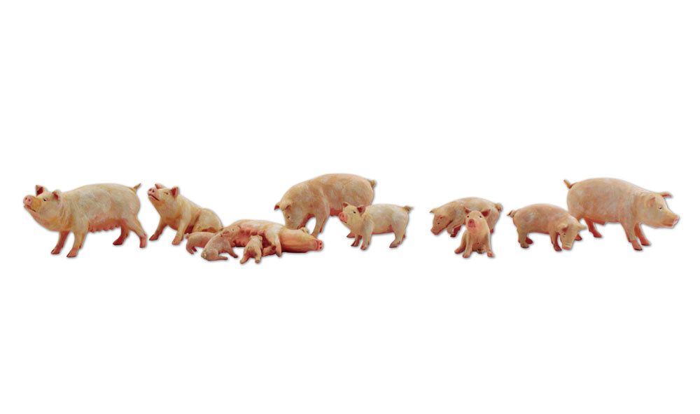 Yorkshire Pigs 12/