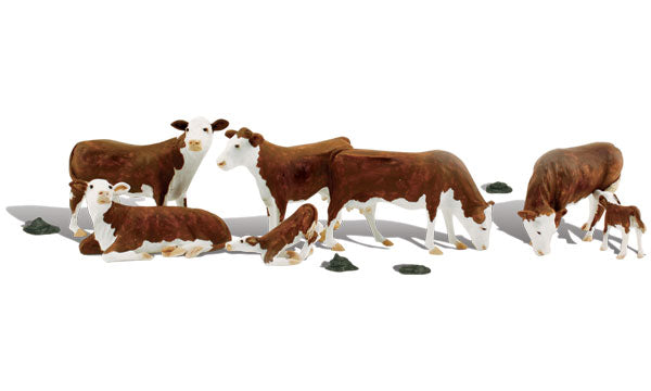 Hereford Cows 7/